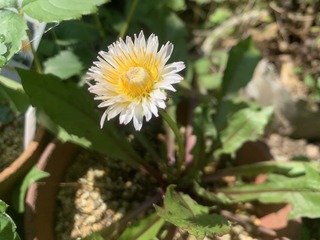 IMG_8357.jpeg