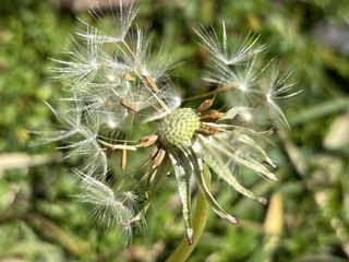 IMG_8968.jpeg