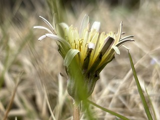IMG_8991.jpeg