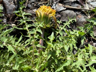IMG_9036.jpeg