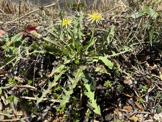 IMG_9039.jpeg