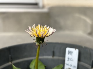IMG_9098.jpeg