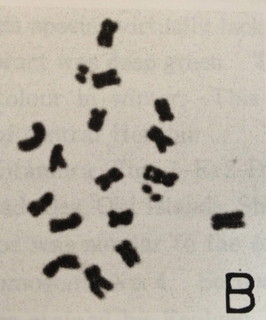 choromo_platy019.jpg