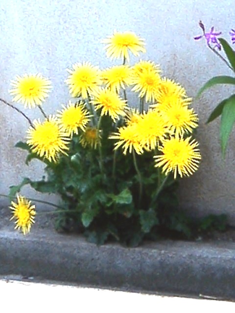 タンポポに似た花たち