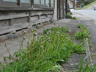 hamahara130410030.jpg