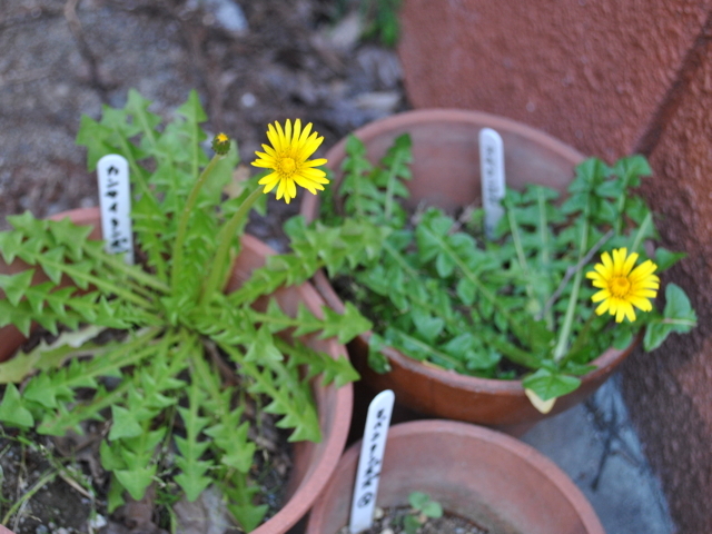 大きなタンポポ 大きなタンポポ？Big Dandelion? | 私信 まるです。