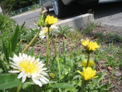 駐車場の黄花