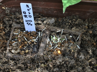kibi12050413.jpg