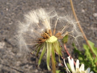 kibi_kirikawa1504240034.jpg