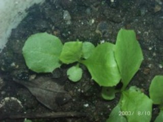 kisiba10030489.jpg