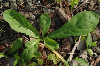 kokutyo11100913.jpg