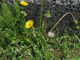 mabuse130414027.jpg