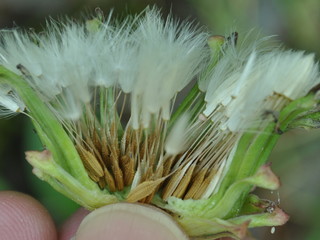 odake14050928.jpg