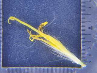 rokuai11041529.jpg