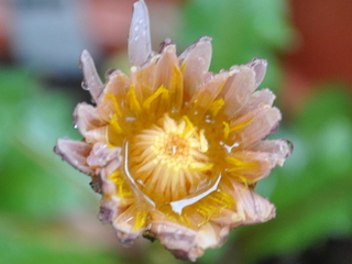 rose21_11040805.jpg