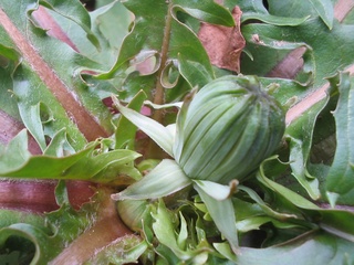rose2_10051313.jpg