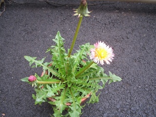 rose2_10052766.jpg