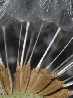 rose_seed150502006.jpg