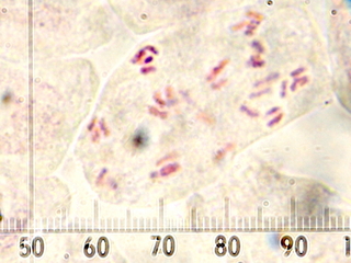 siro10121175ooba.jpg