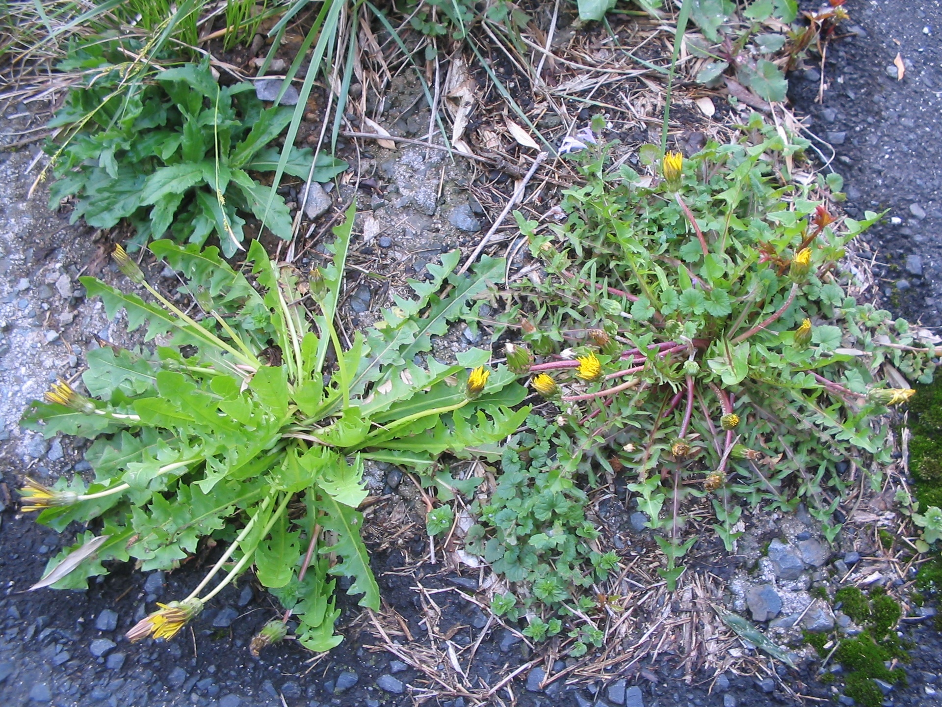 タンポポの葉の形いろいろ: 日本たんぽぽラボ