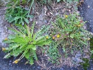 sofuya10042422.jpg