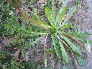 yakumo_kusi_leaf070411.jpg