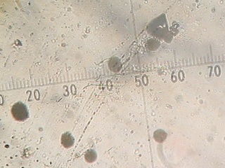 yakumo_kusi_pol070411.jpg