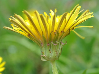yama_tyausu130429006.jpg