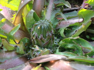 yamazat0_0ba130328bud.jpg
