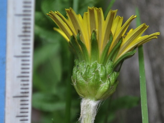 yosida12050121.jpg